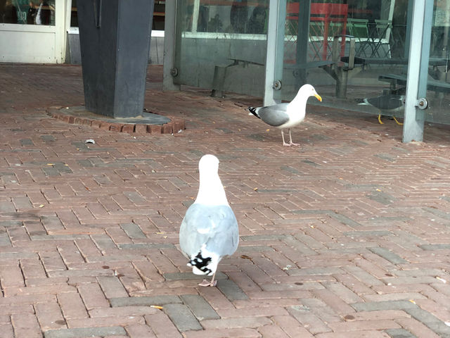 荷蘭🇳🇱萊頓中央車站Leiden Central Station🚉 