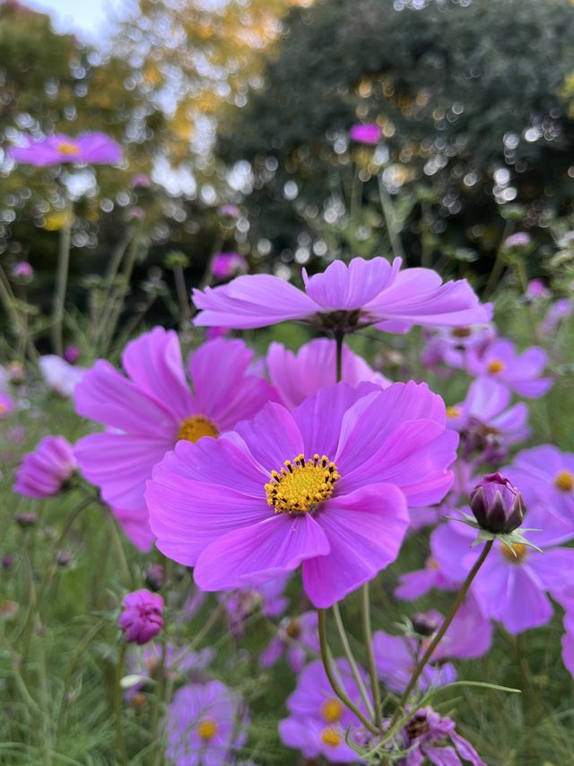 가을 코스모스 구경은 올림픽공원에서🌼