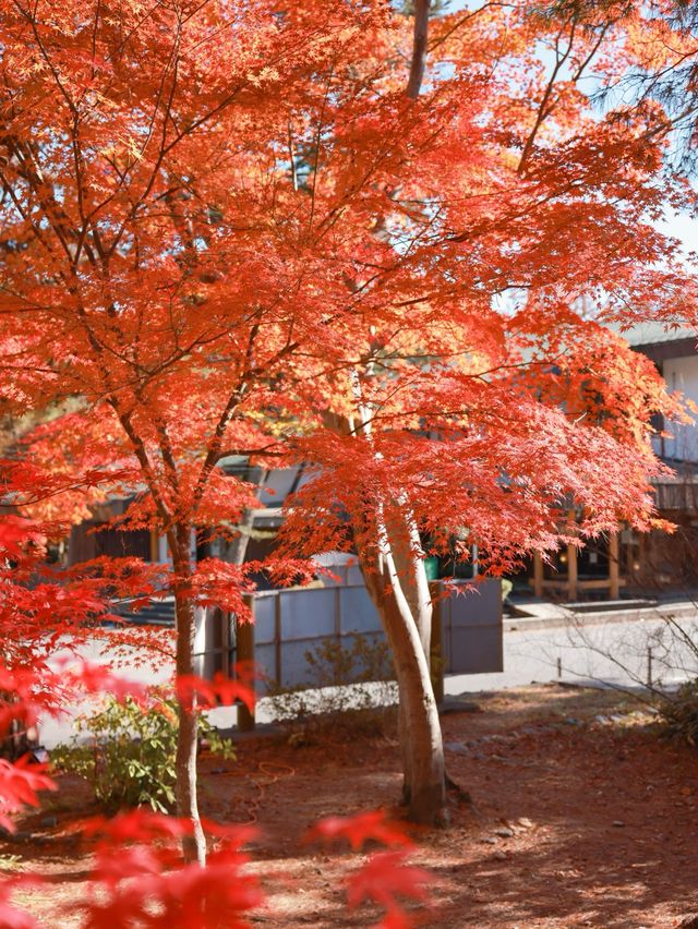 【秩父】長瀞の秋、思いがけず美しい紅葉の発見