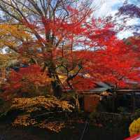 autumn vibes at Shuzenji Temple