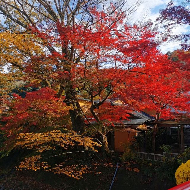 autumn vibes at Shuzenji Temple