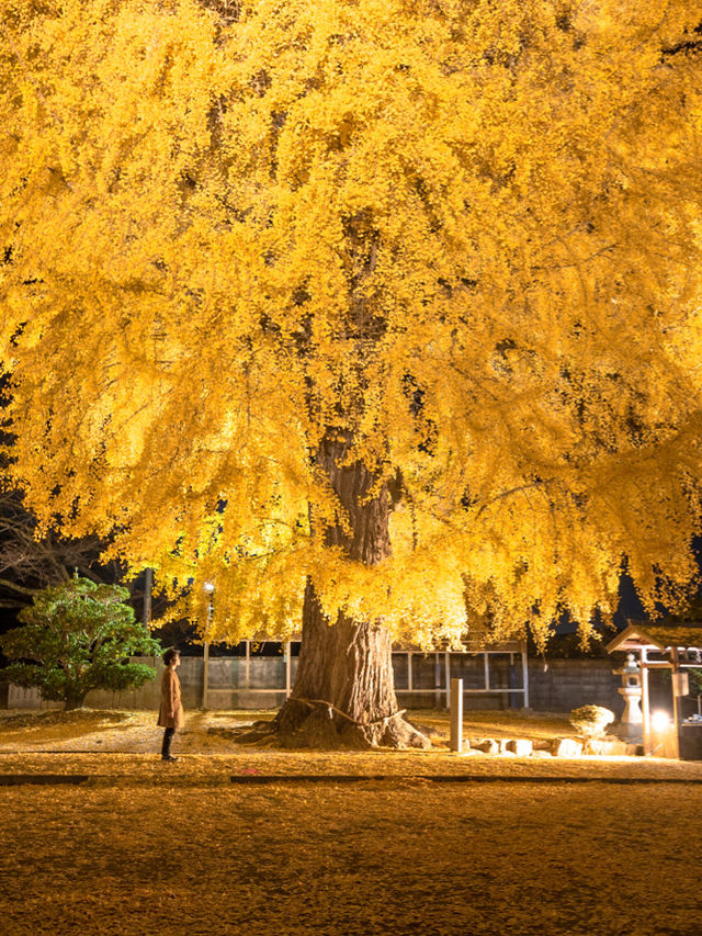 【まだ紅葉が物足りない！🍁】12月に見ることができる紅葉スポット紹介！全国編！🗺️
