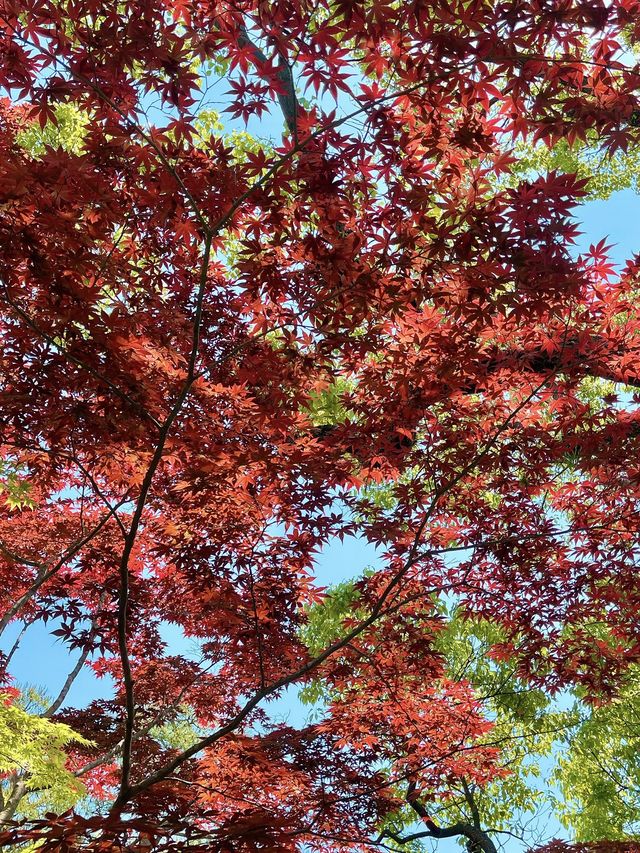【島根　松江市】　由志園