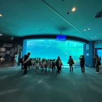 Fun filled time at Nagoya Port Aquarium 