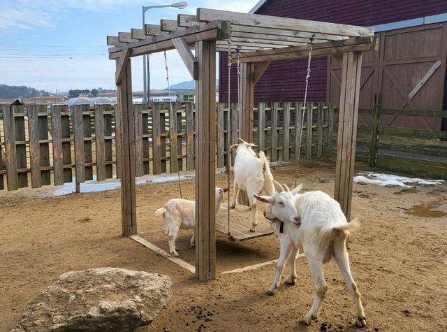 귀여운 동물들이 가득한 예쁜 상하농원