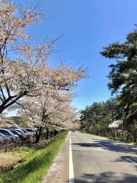 【岩手】例年GWが見頃！農場に咲く"一本桜"
