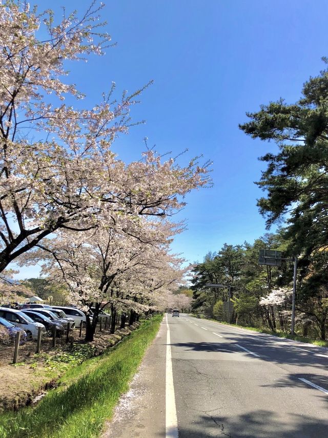 【岩手】例年GWが見頃！農場に咲く"一本桜"