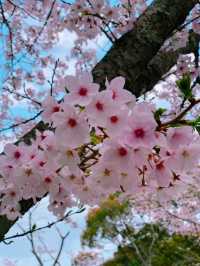 【福岡花見】SLもあって楽しい花見スポット🚂🌸
