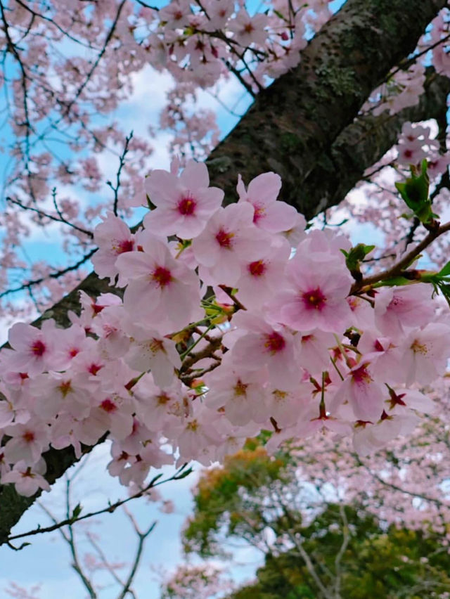 【福岡花見】SLもあって楽しい花見スポット🚂🌸