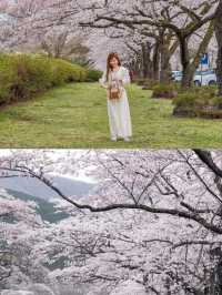御殿場　富士霊園の桜