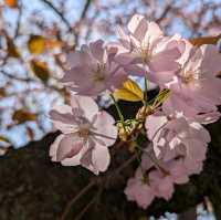 広島城の桜