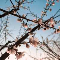 嶺南大地百草園：享受世外桃源的寧靜