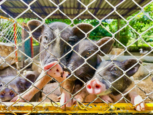 Hua Hin Zoo 