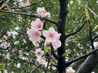 Sakura’s Beauty like nowhere else Sakura blooms at Chiang Kai Shek Memorial Hall Park, Taiwan