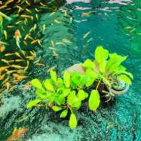 Sisaket Aquarium