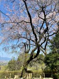 【久留米】あまり知られていない桜の名所