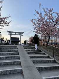 【千葉(成田空港)】成田空港近くで、桜×飛行機を撮れる写真スポット