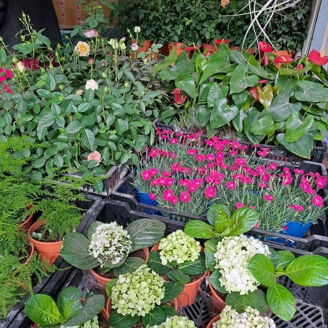 Flowers in Cameron Highlands. 