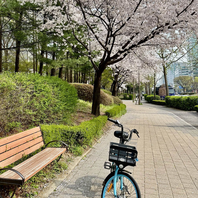 안양천의 벚꽃길을 따라 자전거 여행, 학운공원🌸