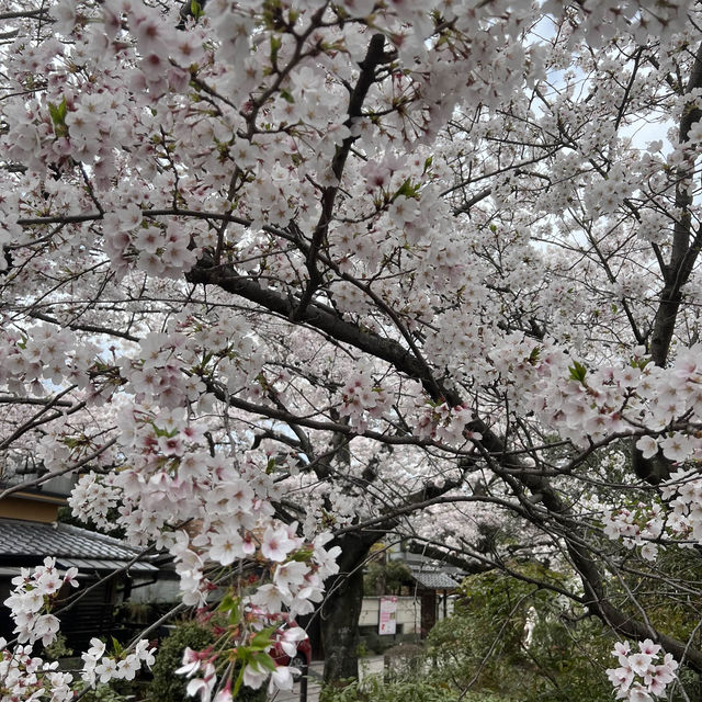 京都 哲學之道