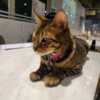 打卡超治癒貓Cafe🐱 品種繁多嘅貓貓😍