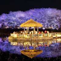 Beautiful Night View of Cherry Blossom 