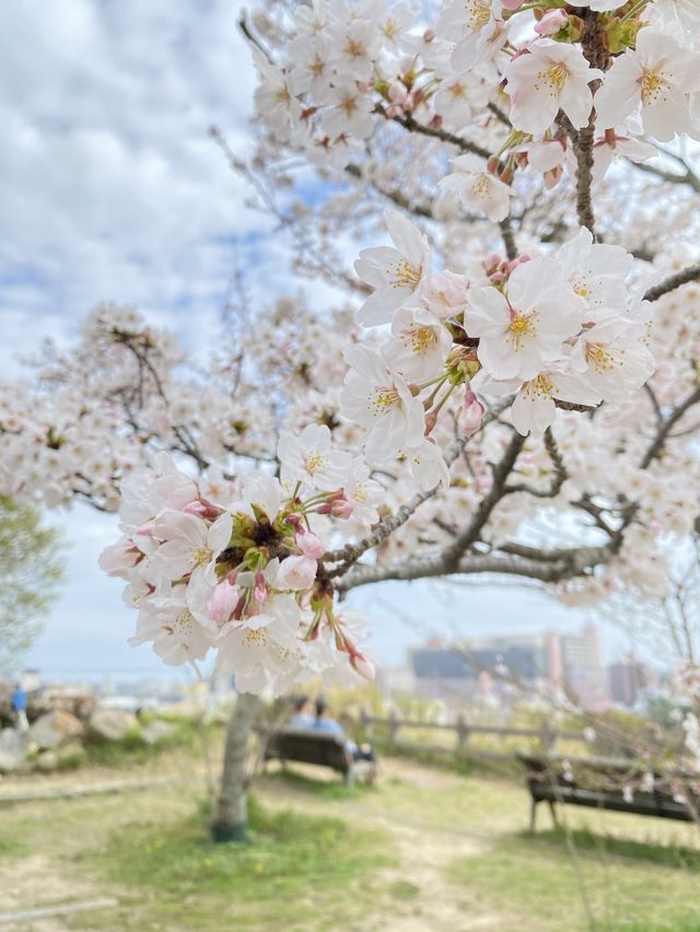 【2024年桜】明石城跡（明石公園）