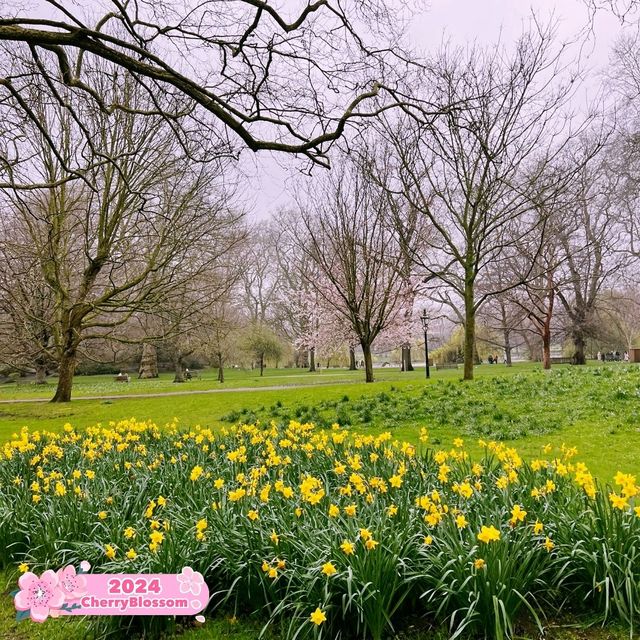 ❣️🌸St James Park London Cherry Blossoms