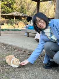 Okunoshima (Rabbit) Island