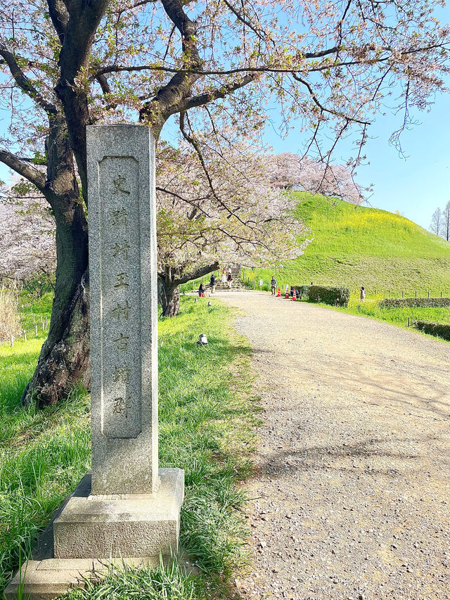 【丸墓山古墳/埼玉県】桜の名所・さきたま古墳公園