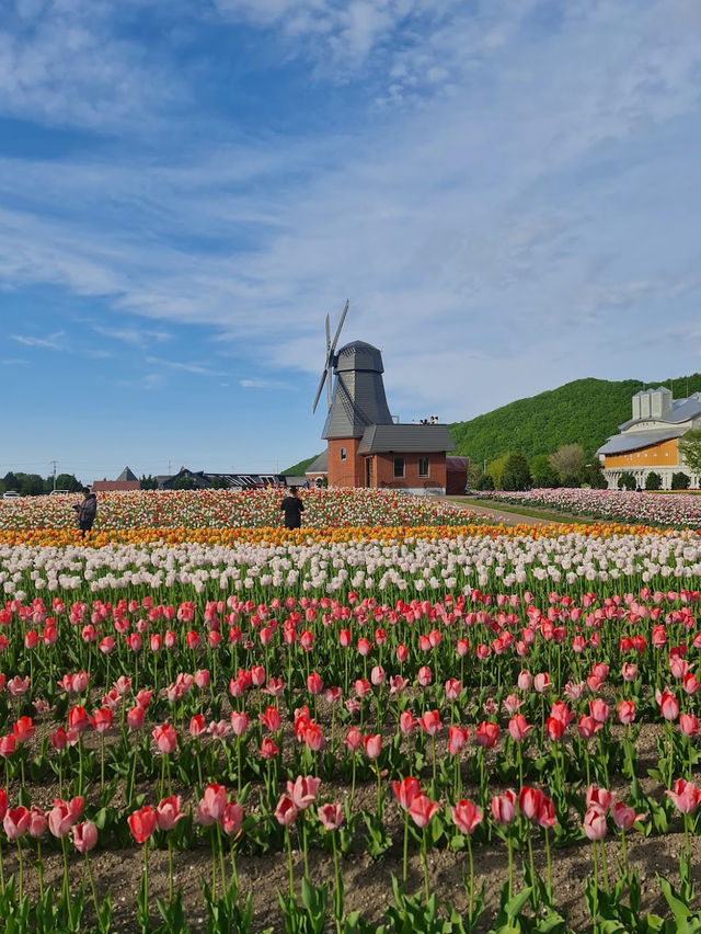 Kamiyubetsu Tulip Park