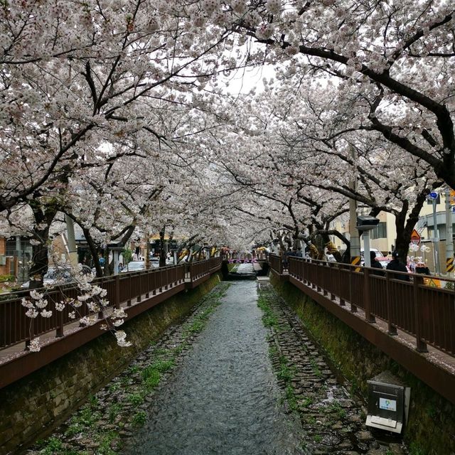 Lovely cherry blossom town for a day visit from Busan