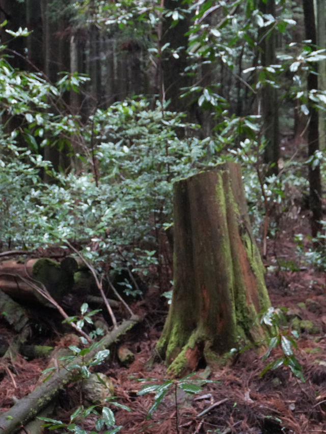 서귀포 치유의 숲 방문 후기 🌲🍃