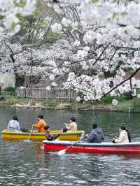 ปั่นเรือเป็ด ชมซากุระที่ ‘สวนอิโนะคาชิระ’ 🇯🇵🌸