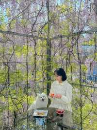 실시간 포도 가득 열린 청주카페🍇💜