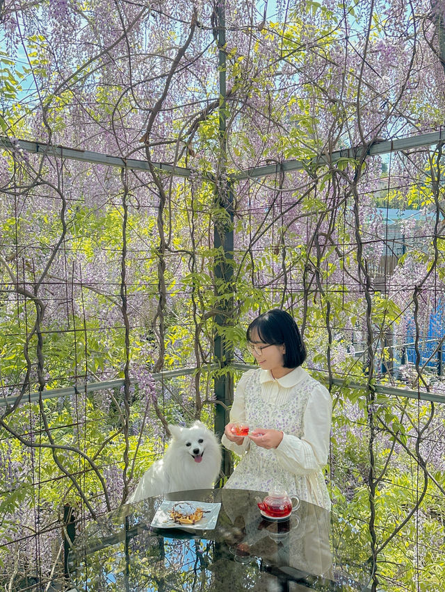 실시간 포도 가득 열린 청주카페🍇💜