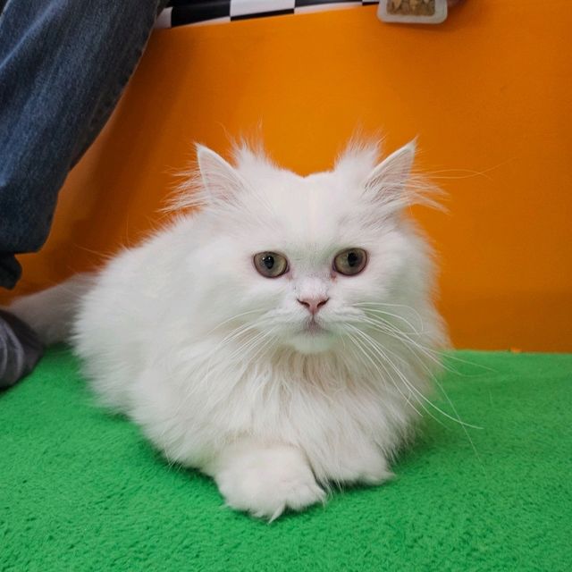 貓癡必去超能貓空間🐱🐈🐈‍⬛