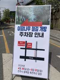 철길 위 이팝나무 ‘전주 팔복동 이팝나무 축제’