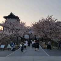 Cherry Blossom at Kanazawa Castle Park