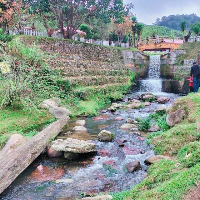 Best Tea Plantation In Cameron Highlands