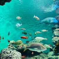 COEX商場內巨型水族館：海底奇景