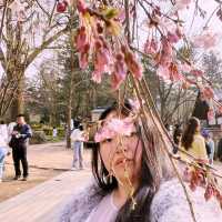 Cherry Blossoms At Nami Island