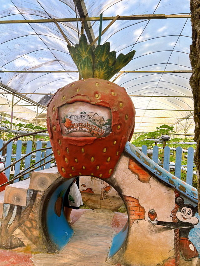 Picking Sweet Memories at the Strawberry Farm, Genting Highlands