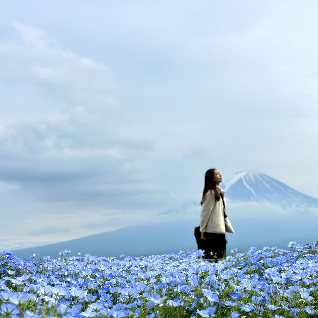 被花包圍的富士山