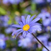 Ashikaga Flower Park