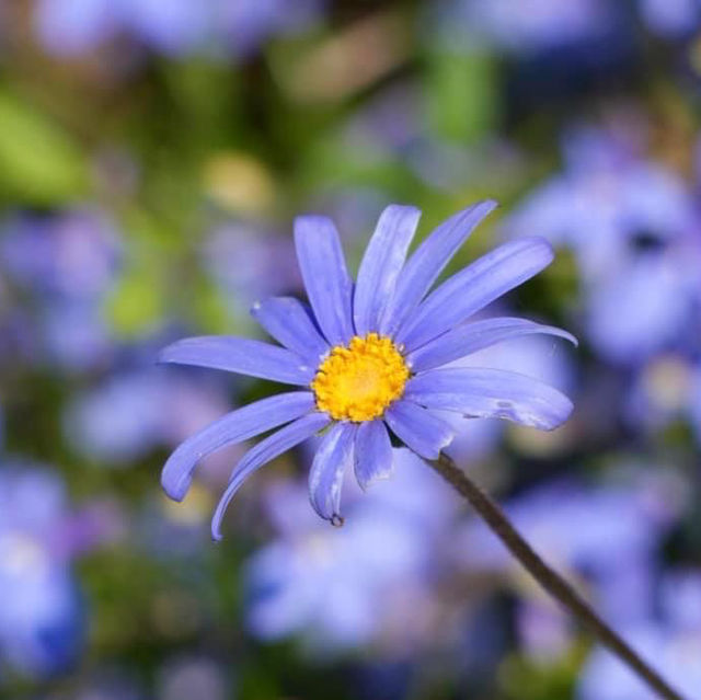 Ashikaga Flower Park