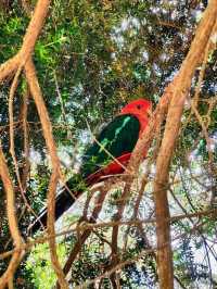 Ballarat Bird World