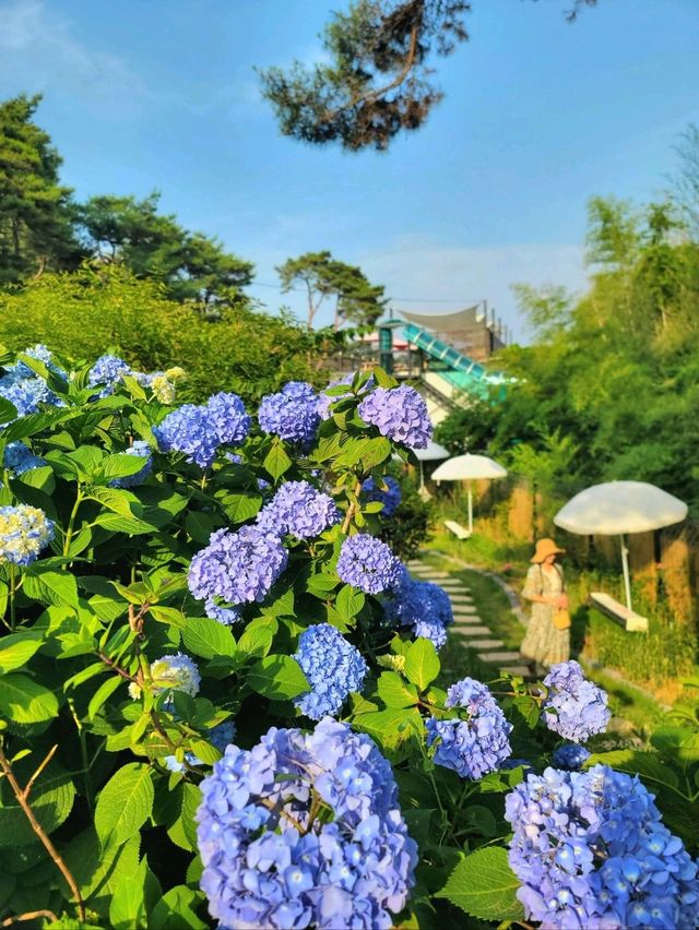 파란꽃길 걸으며 힐링하는 수국카페💙