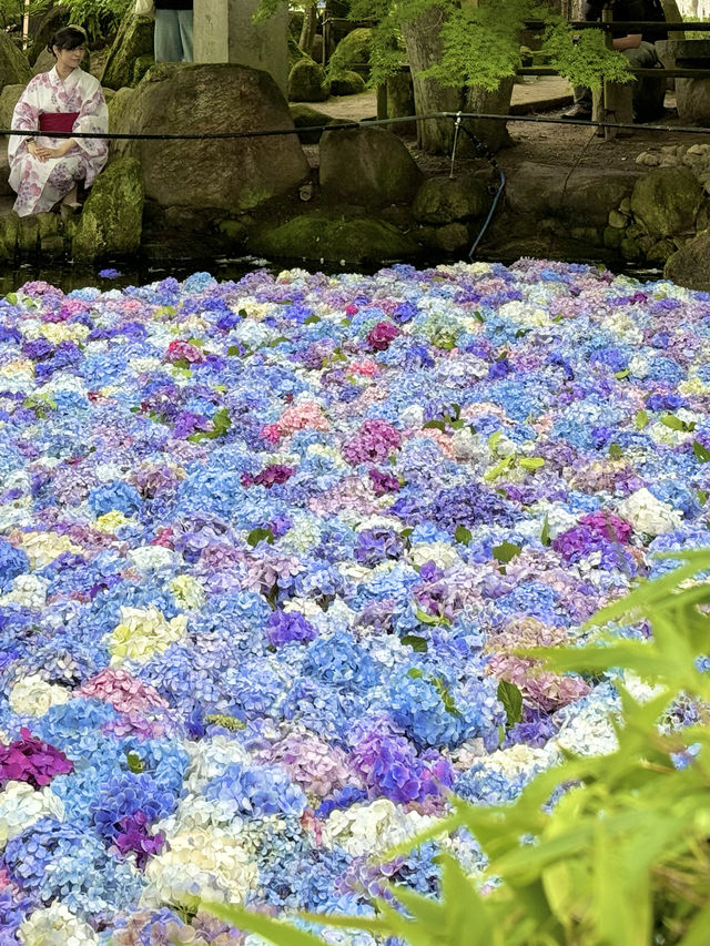 〜茨城県〜7/7まで！絶景すぎるあじさい池✨