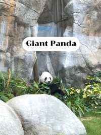 พาชมสัตว์โซนเอเชียที่สวนสนุก Ocean Park 🐒🐼